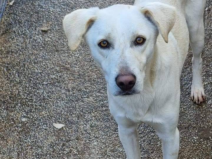 Vuoi adottare un cane a Latina?