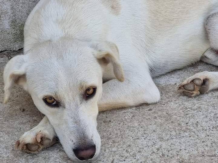 Foto dell'animale