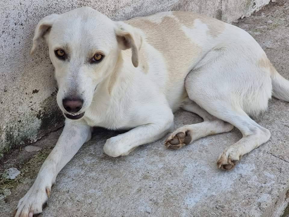 Adotta il cane Blanco  a Latina