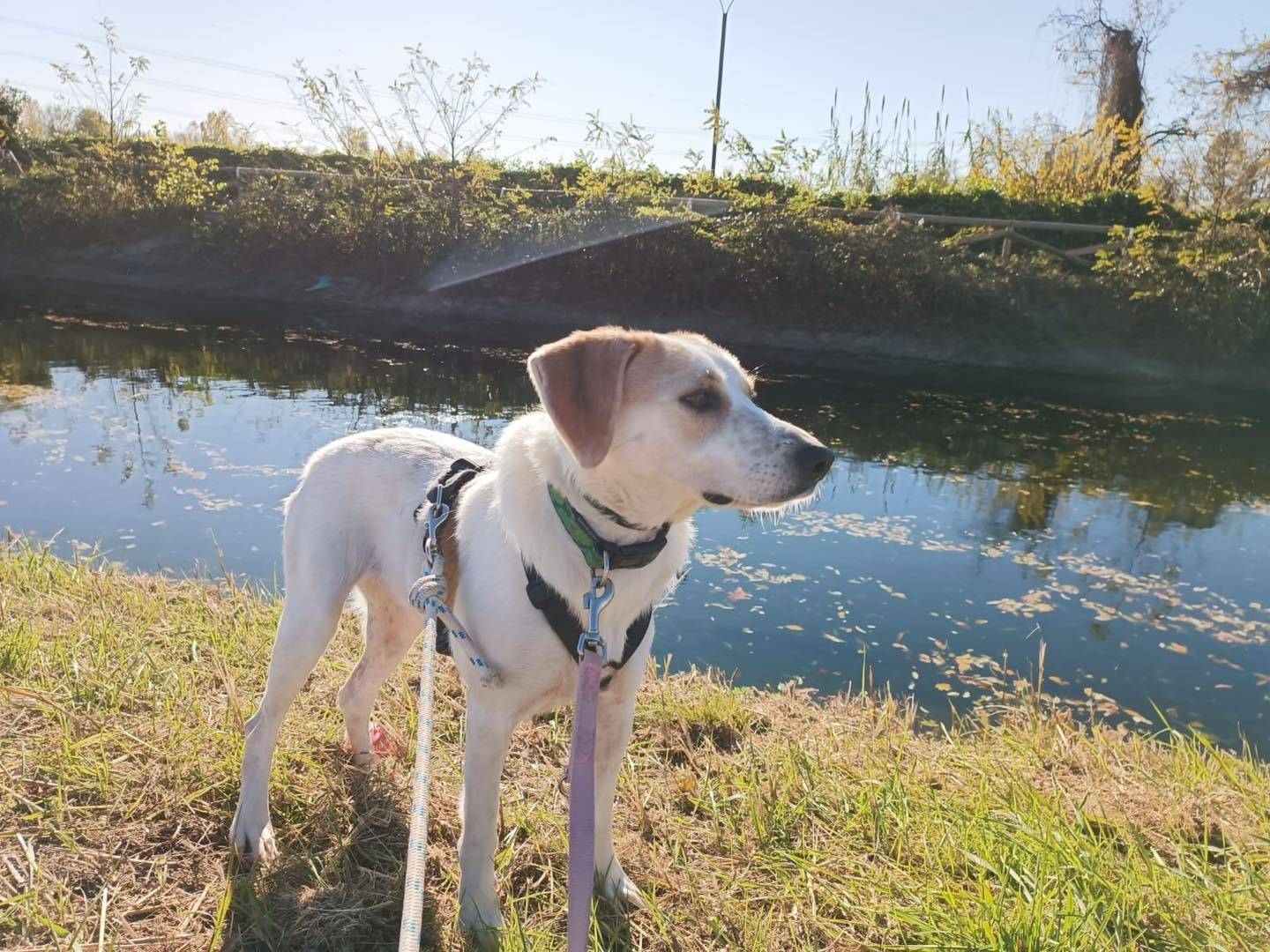 Adotta un cane, taglia media, femmina, Monza
