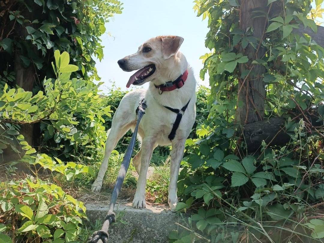 Vuoi adottare un cane a Monza?