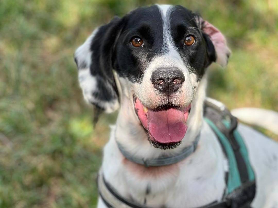 Adotta un cane, maschio, 6 anni  e 6 mesi , Monza