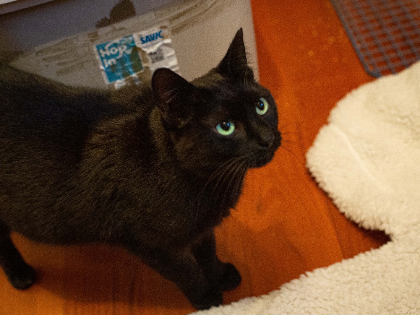 Adozione gatto, femmina, meticcio, 3 anni e 4 mesi, taglia non valida, Roma