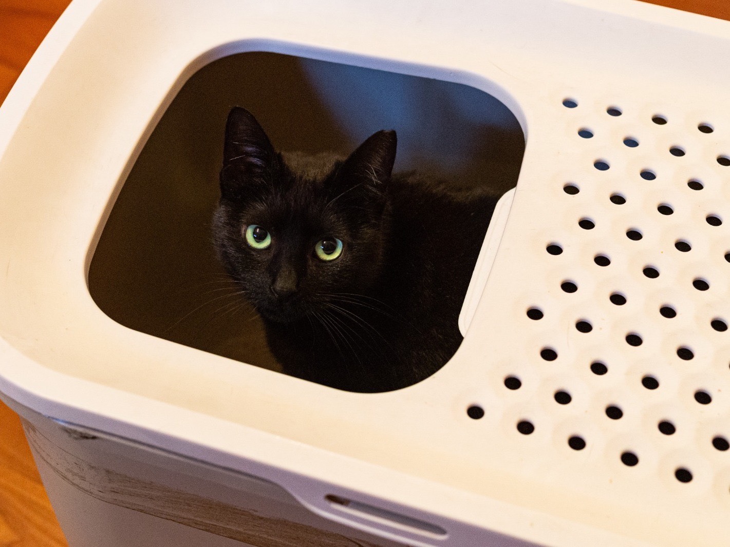 Adotta un gatto, femmina, 3 anni e 4 mesi, Roma