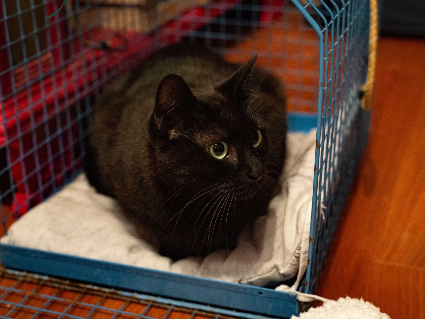 Adotta un gatto, taglia non valida, femmina, Roma