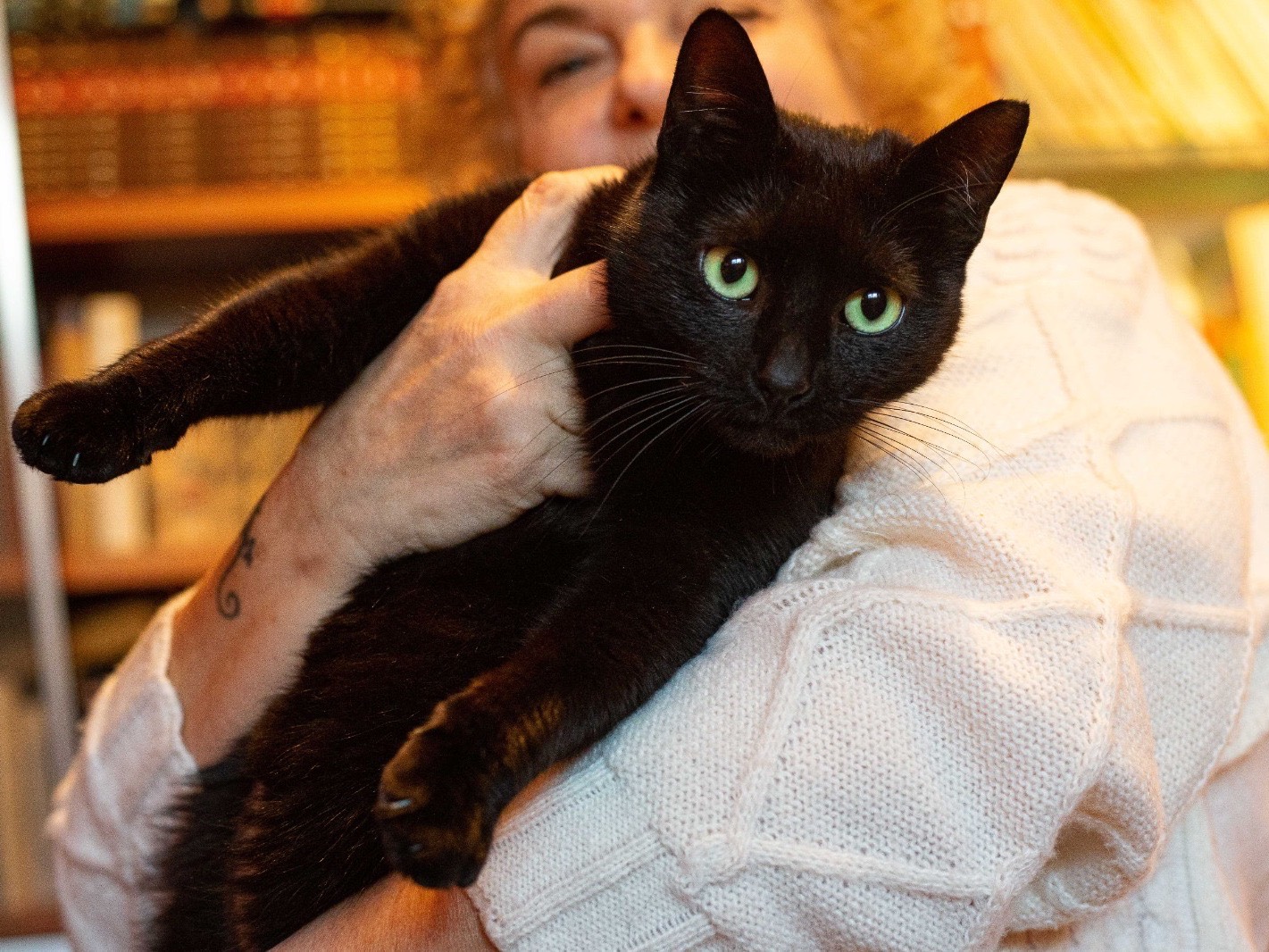 Vuoi adottare un gatto a Roma?