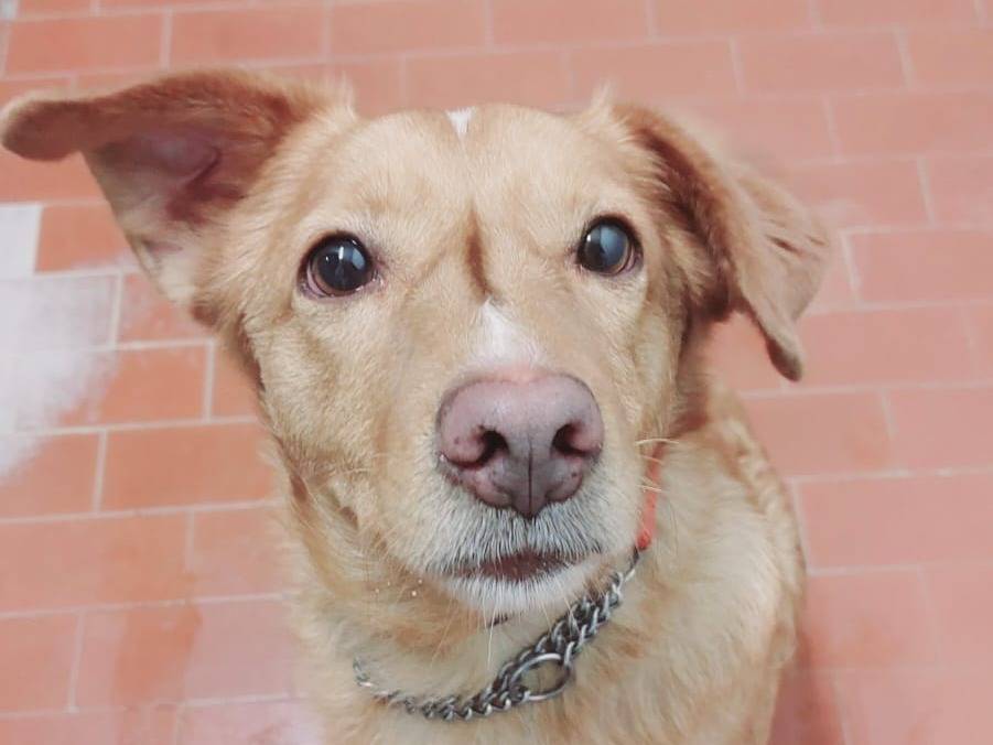 Adotta un cane, taglia media, maschio, Monza