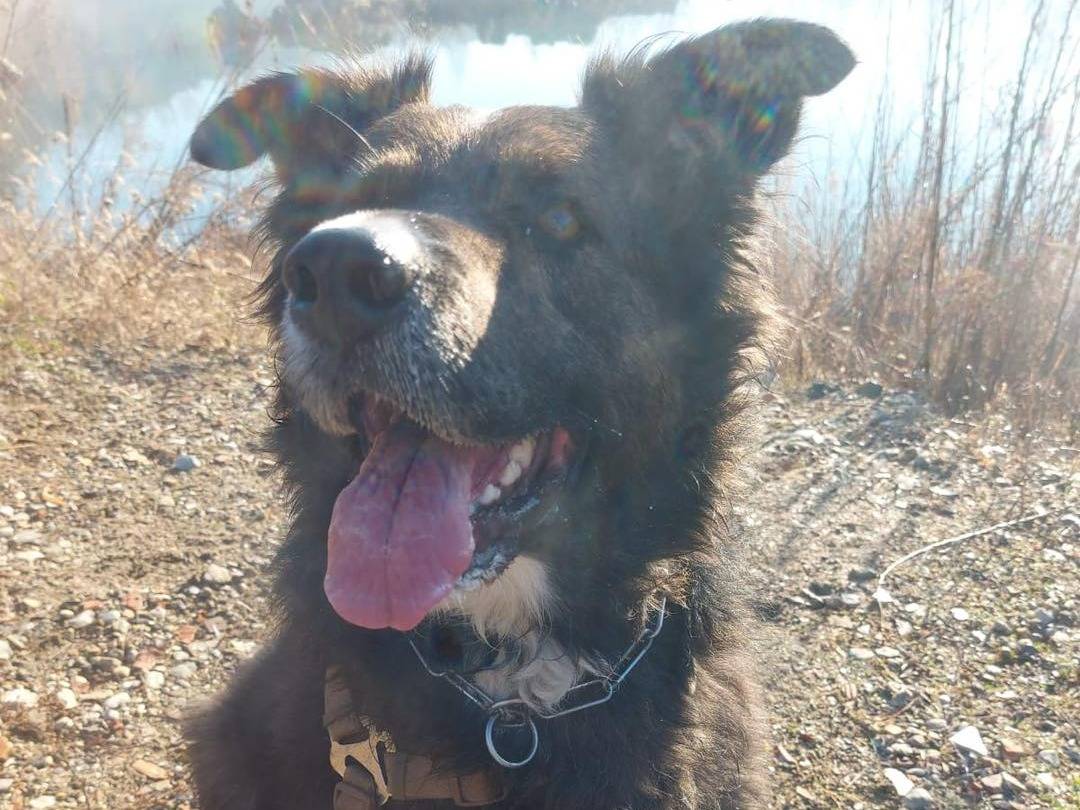Foto dell'animale