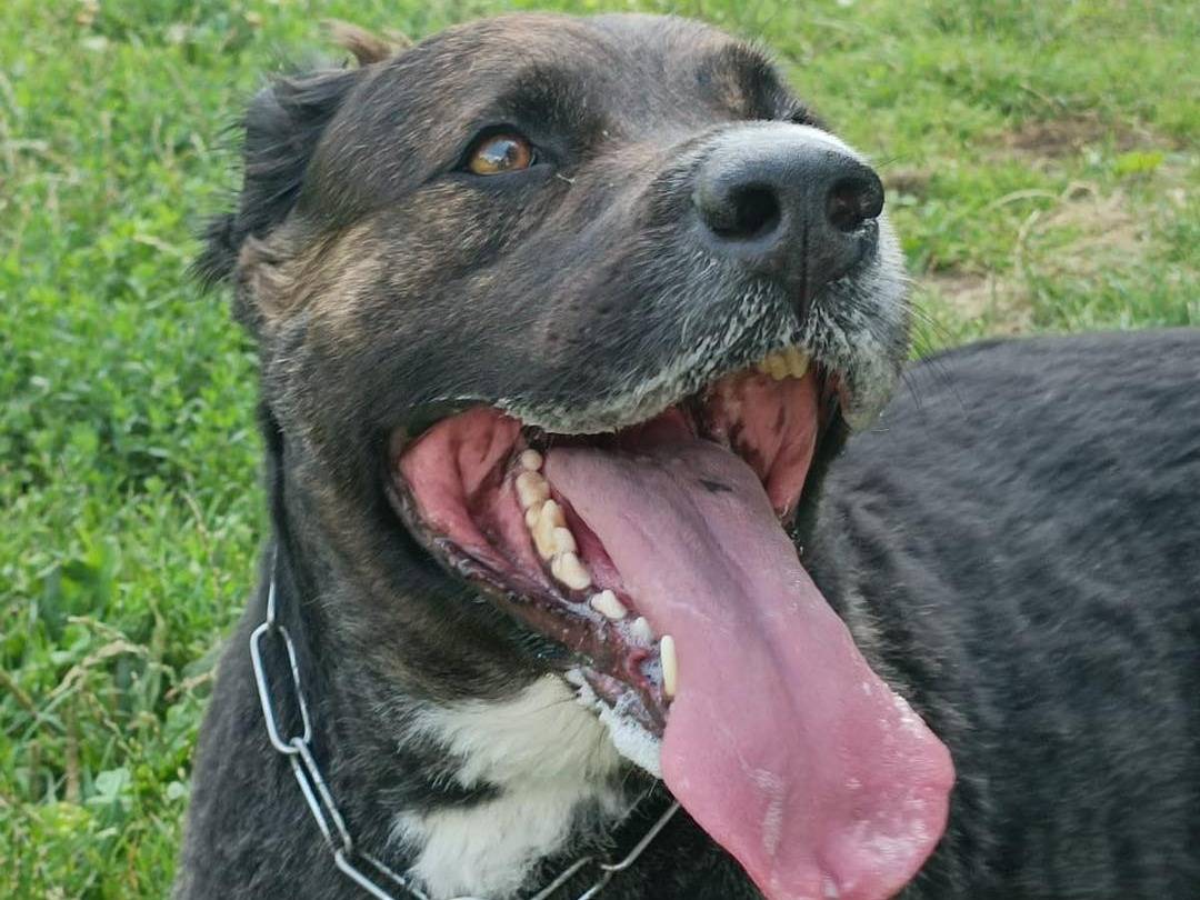 Adotta un cane, maschio, 8 anni  e 5 mesi , Monza