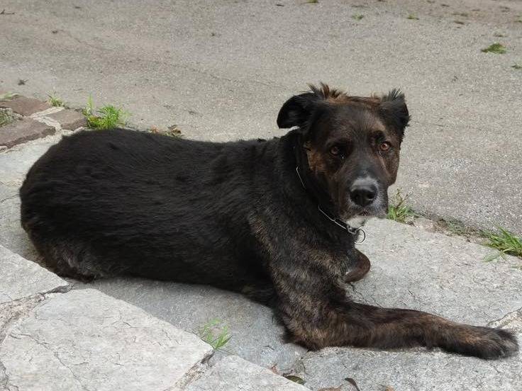 Adotta un cane, taglia gigante, maschio, Monza