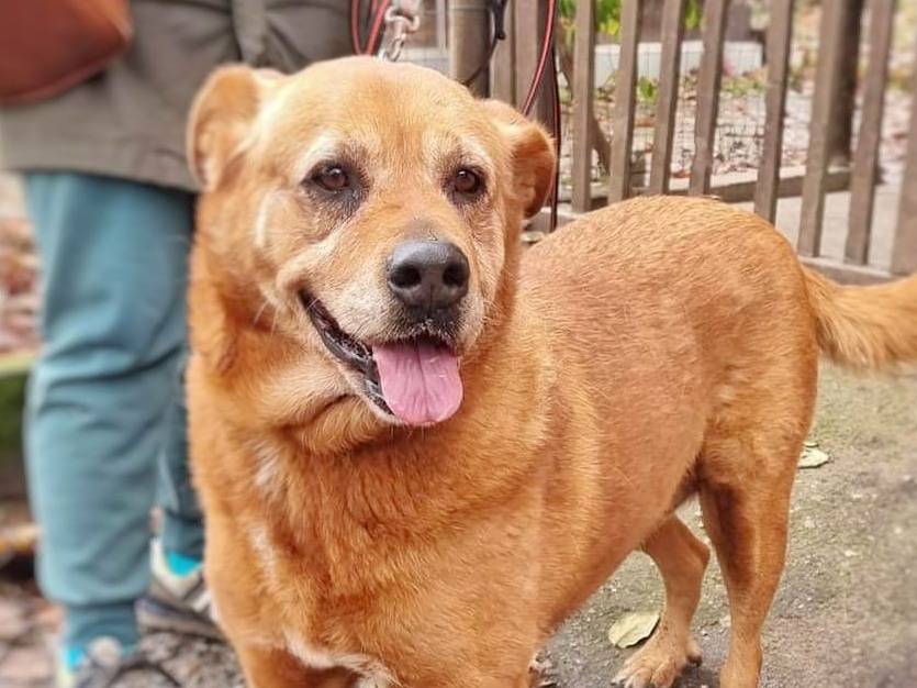 Vuoi adottare un cane a Pavia?