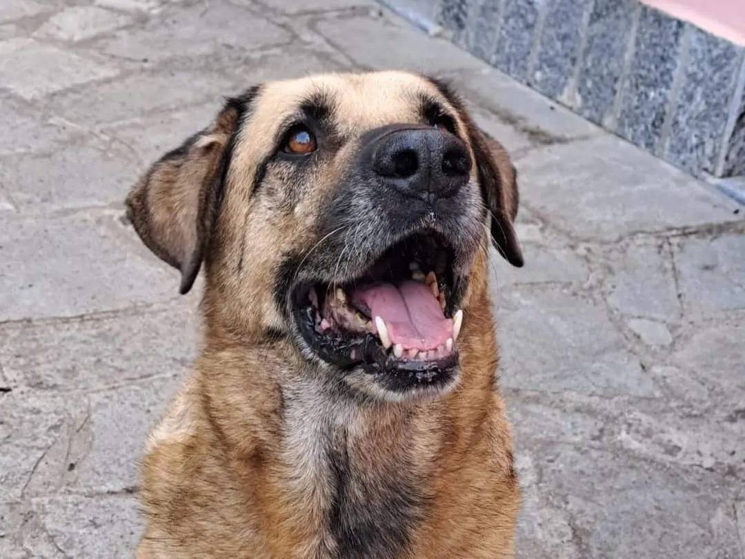 Adotta il cane TEO  a Pavia