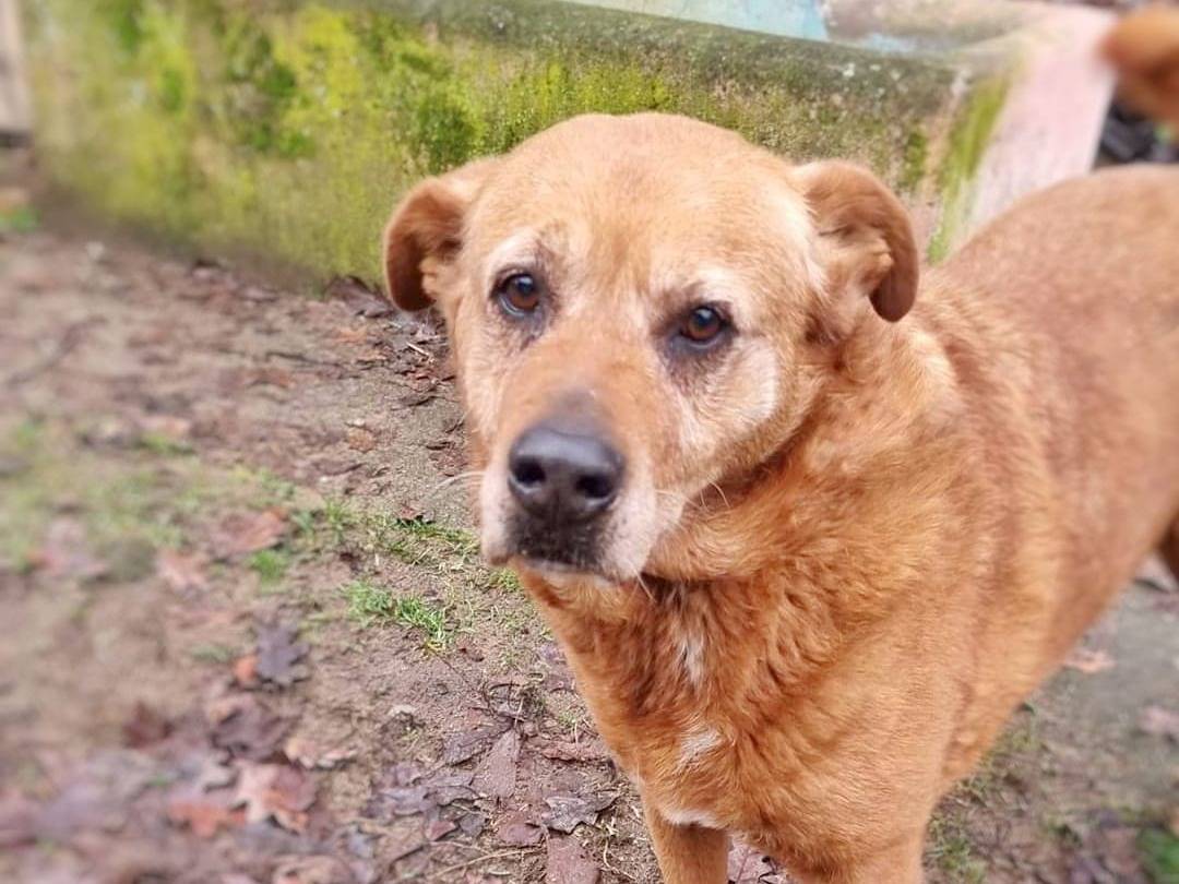 Vuoi adottare un cane a Pavia?