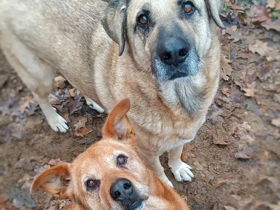 Adotta il cane MARTA  a Pavia