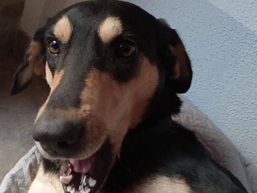 Adotta il cane ARES  a Pavia