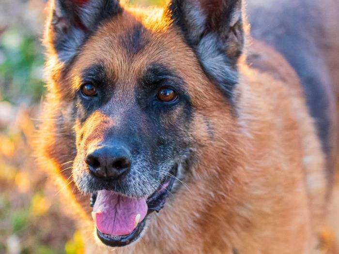 Adozione cane, femmina, Pastore tedesco, 12 anni e 4 mesi, taglia gigante, Milano