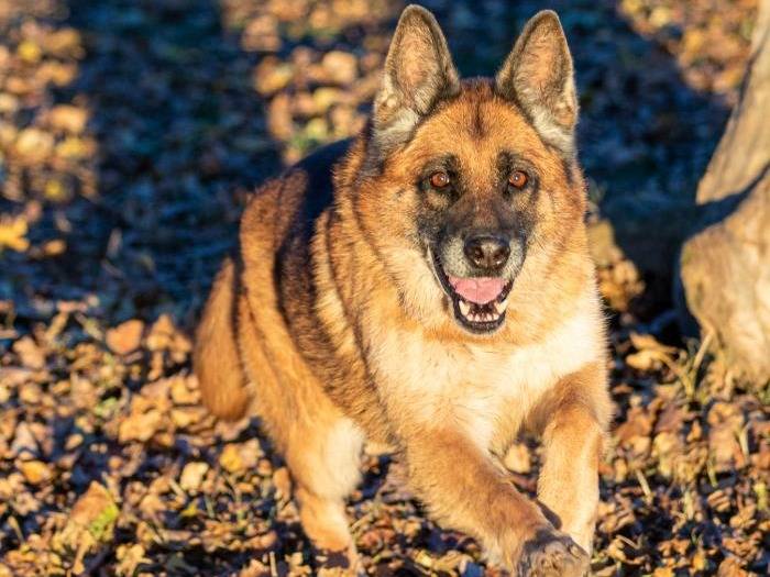 Adotta il cane Sonya a Milano