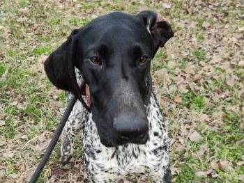 Adotta un cane, maschio, 2 anni e 11 mesi, Milano