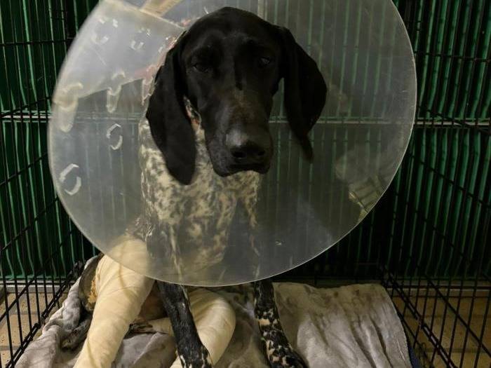 Vuoi adottare un cane a Milano?