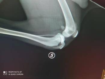 Adotta il cane Bill a Milano