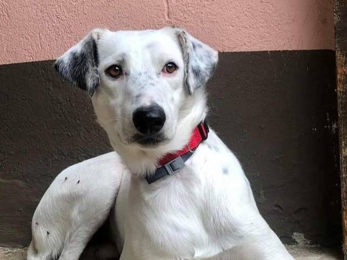 Adotta un cane, maschio, 5 anni  e 5 mesi , Pavia