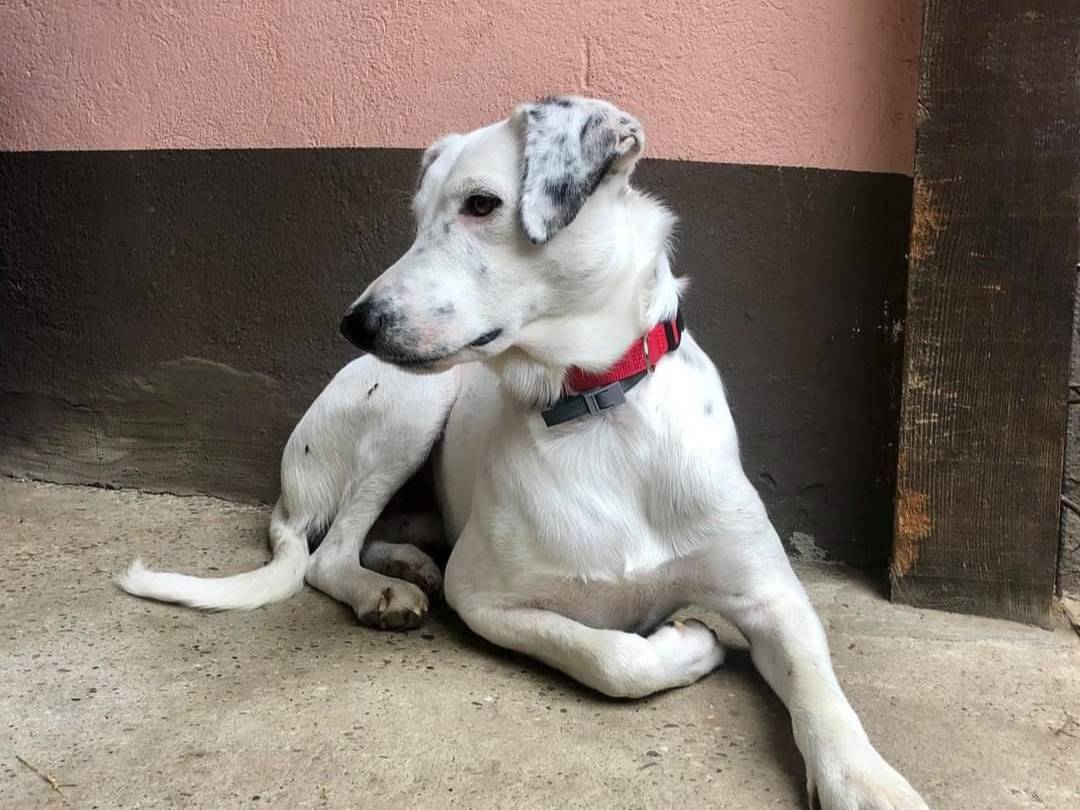 Vuoi adottare un cane a Pavia?