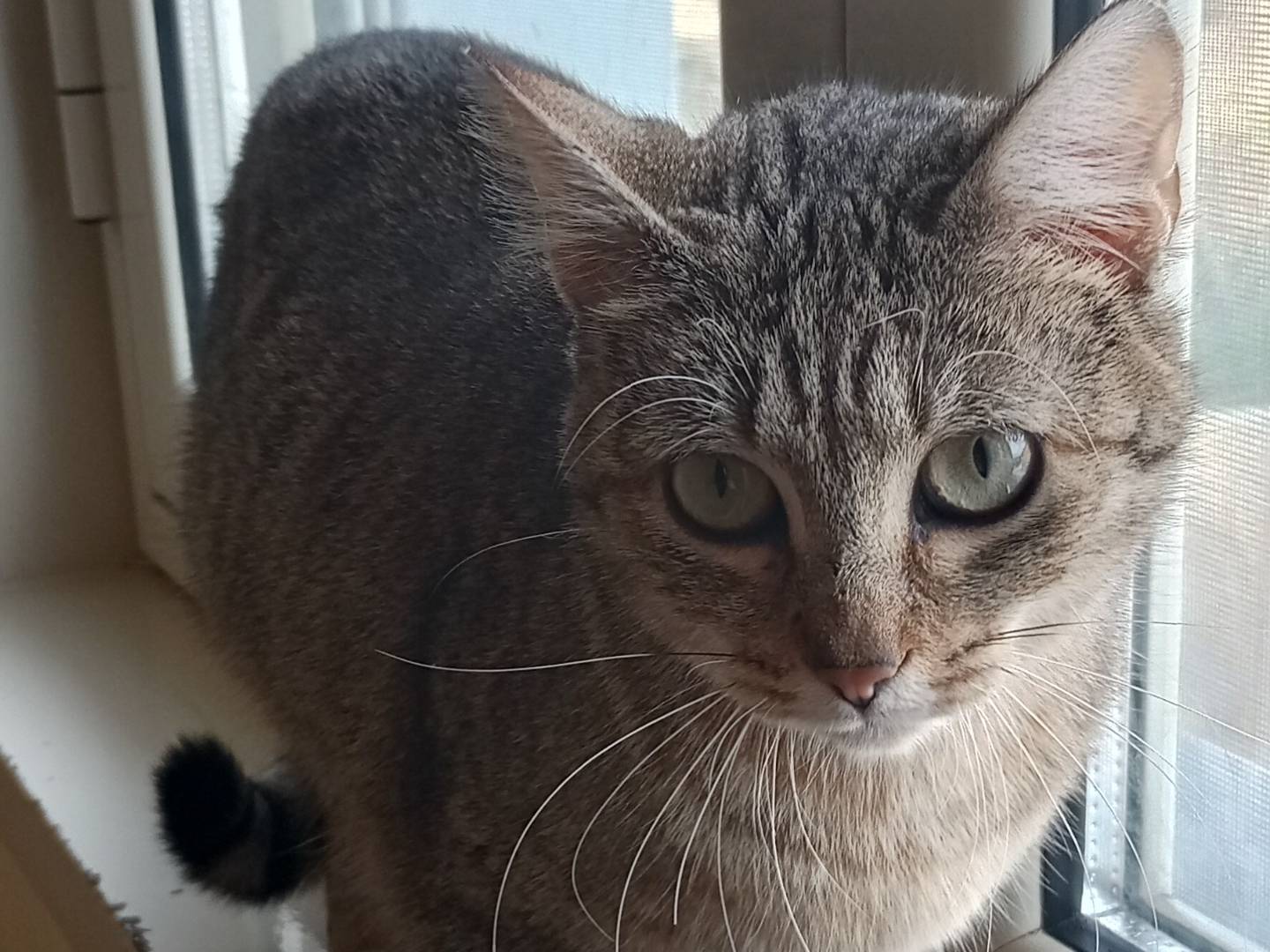 Adozione gatto, femmina, meticcio, 2 anni e 4 mesi, taglia non valida, Agrigento
