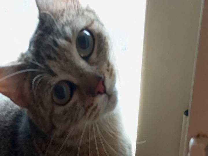 Adotta un gatto, femmina, 2 anni e 4 mesi, Agrigento