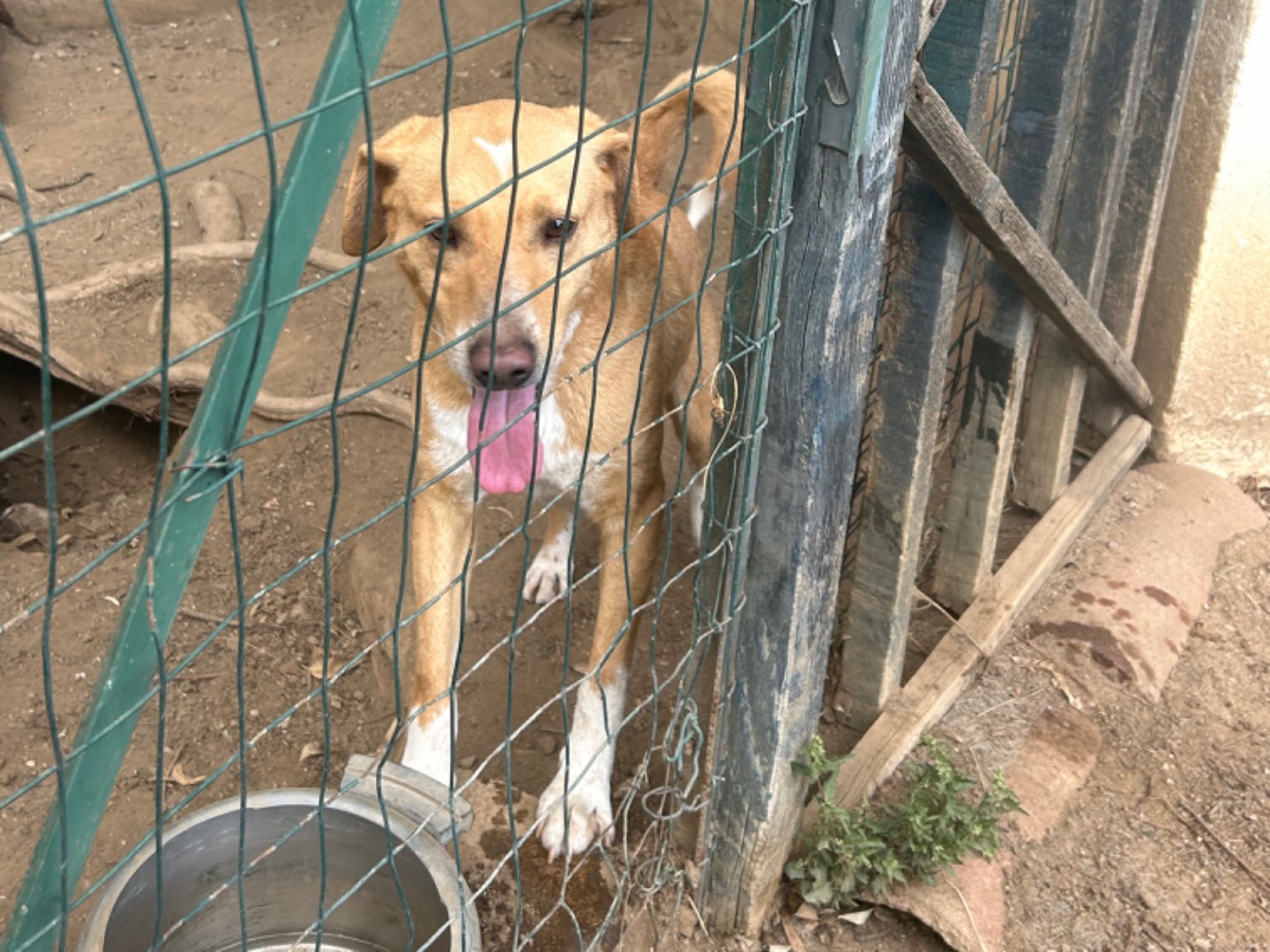 Vuoi adottare un cane a Catanzaro?