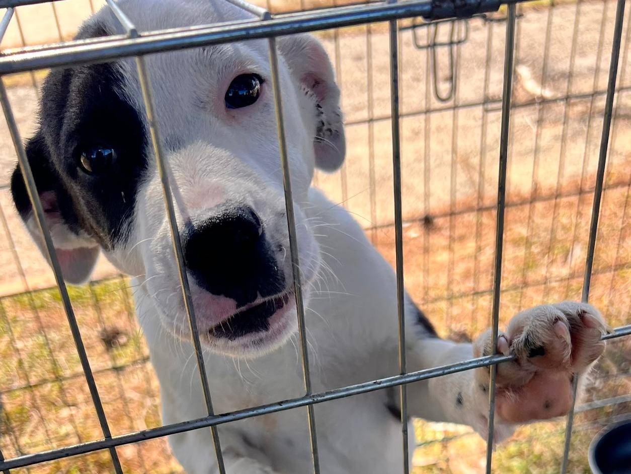 Adotta un cane, maschio, 2 anni, Crotone