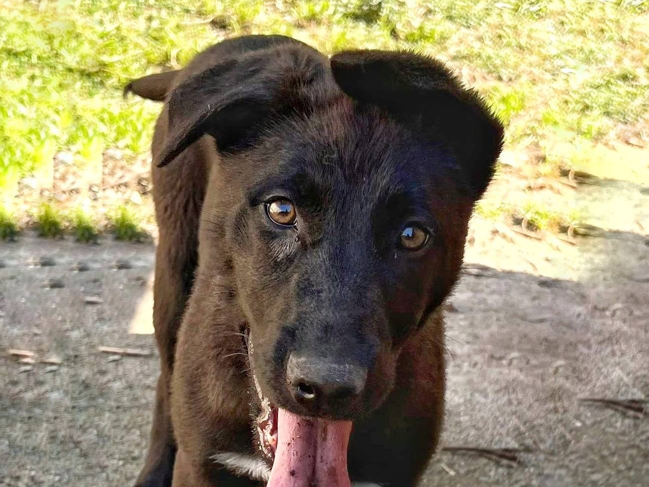 Adozione cane, femmina, meticcio, 2 anni, taglia media, Crotone