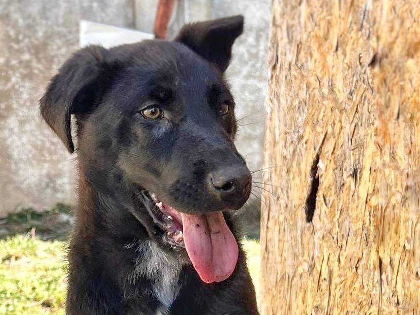 Adotta un cane, femmina, 2 anni, Crotone