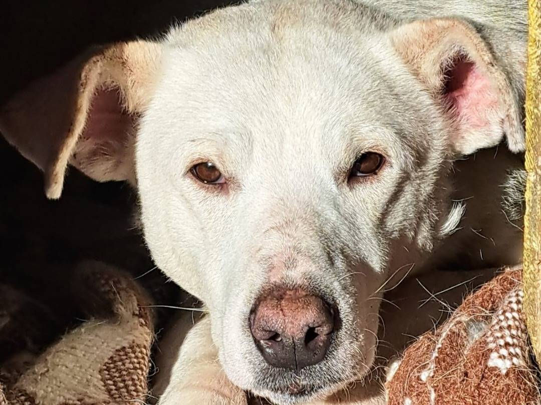 Foto dell'animale