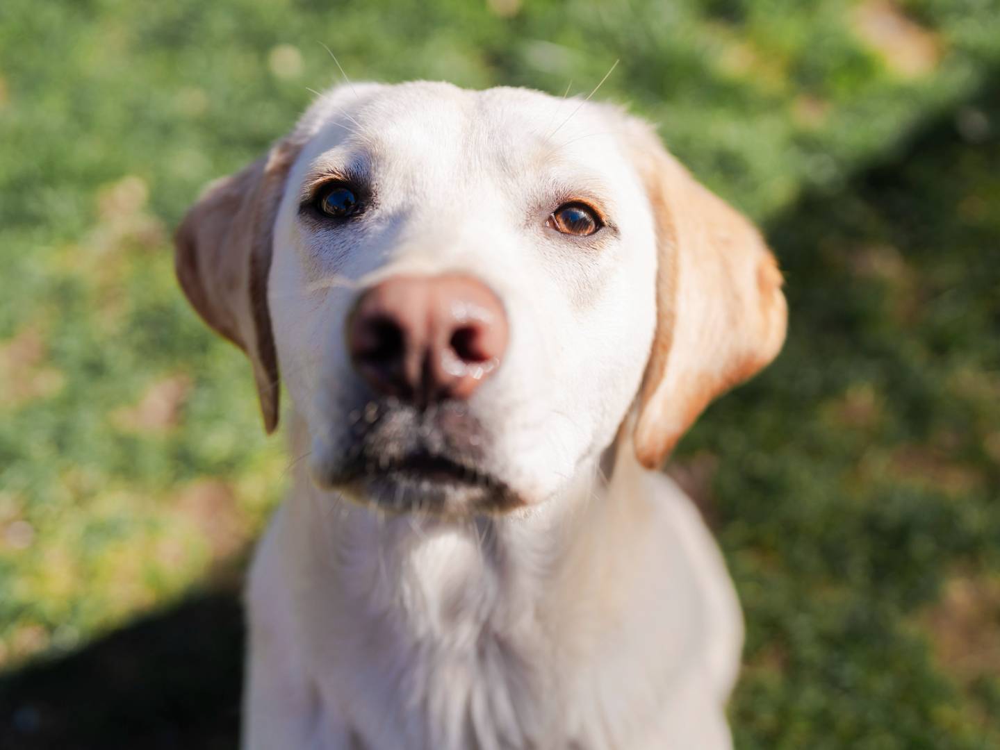 Vuoi adottare un cane a Firenze?