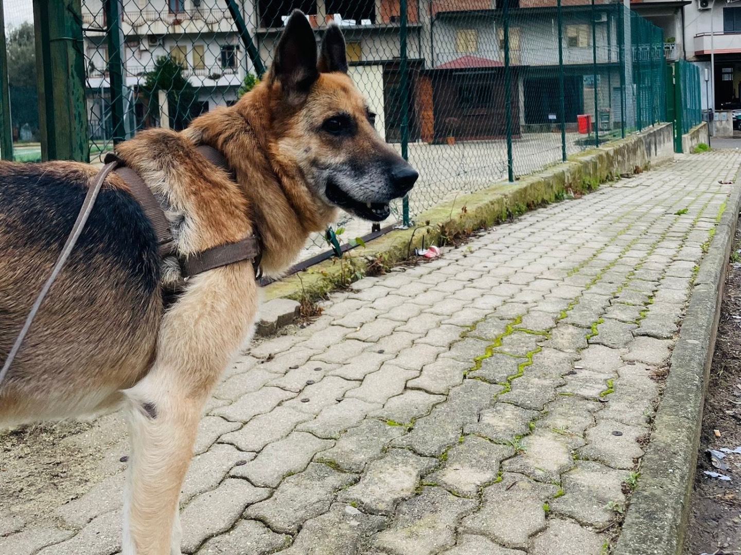 Adotta un cane, femmina, 11 anni  e 4 mesi , Vibo
