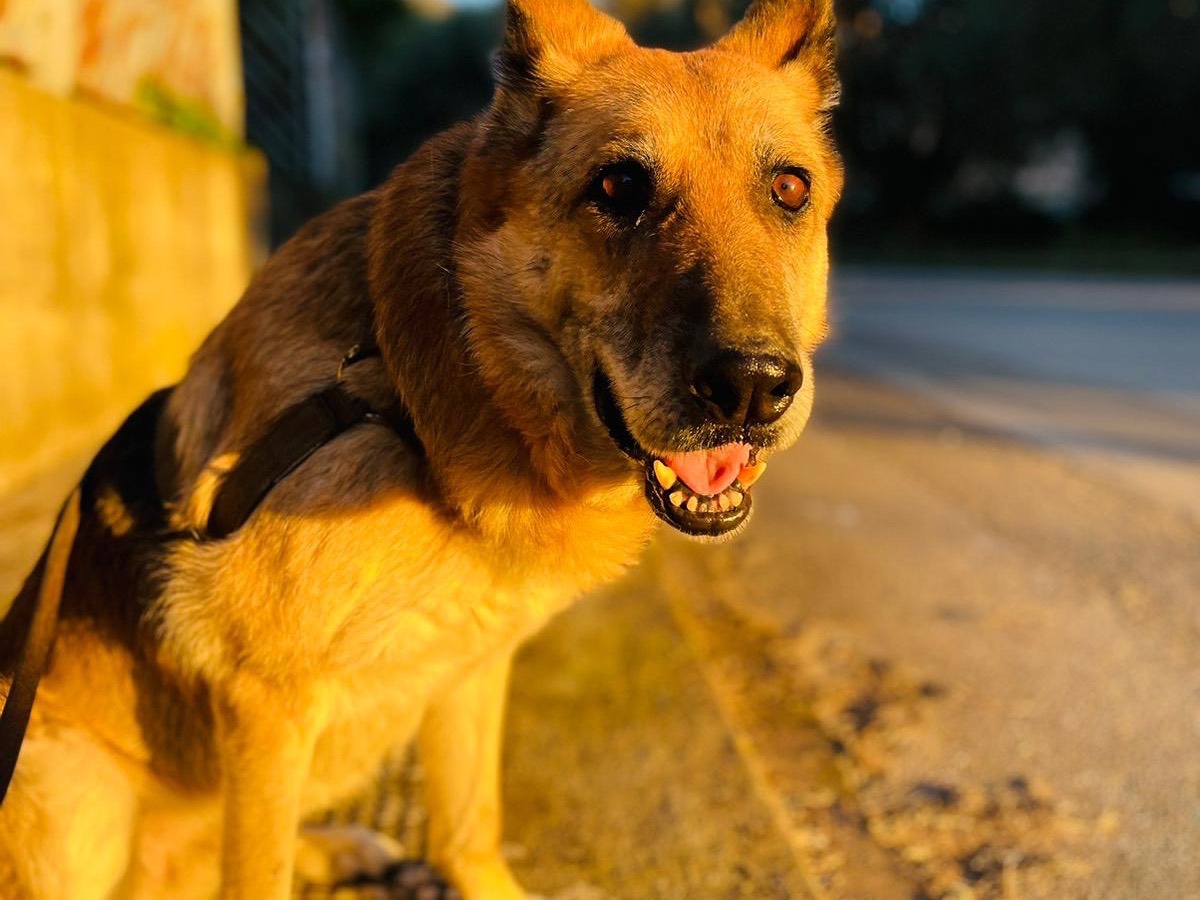 Adotta un cane, taglia grande, femmina, Vibo