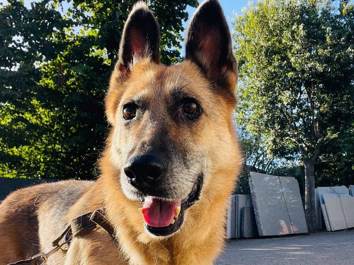 Vuoi adottare un cane a Vibo?
