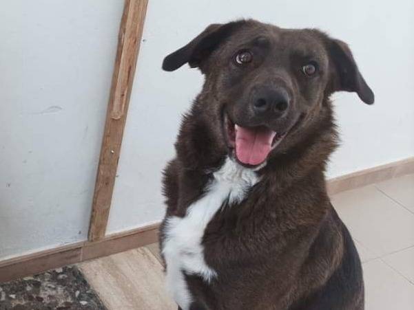 Adotta un cane, femmina, 3 anni  e 8 mesi , Taranto