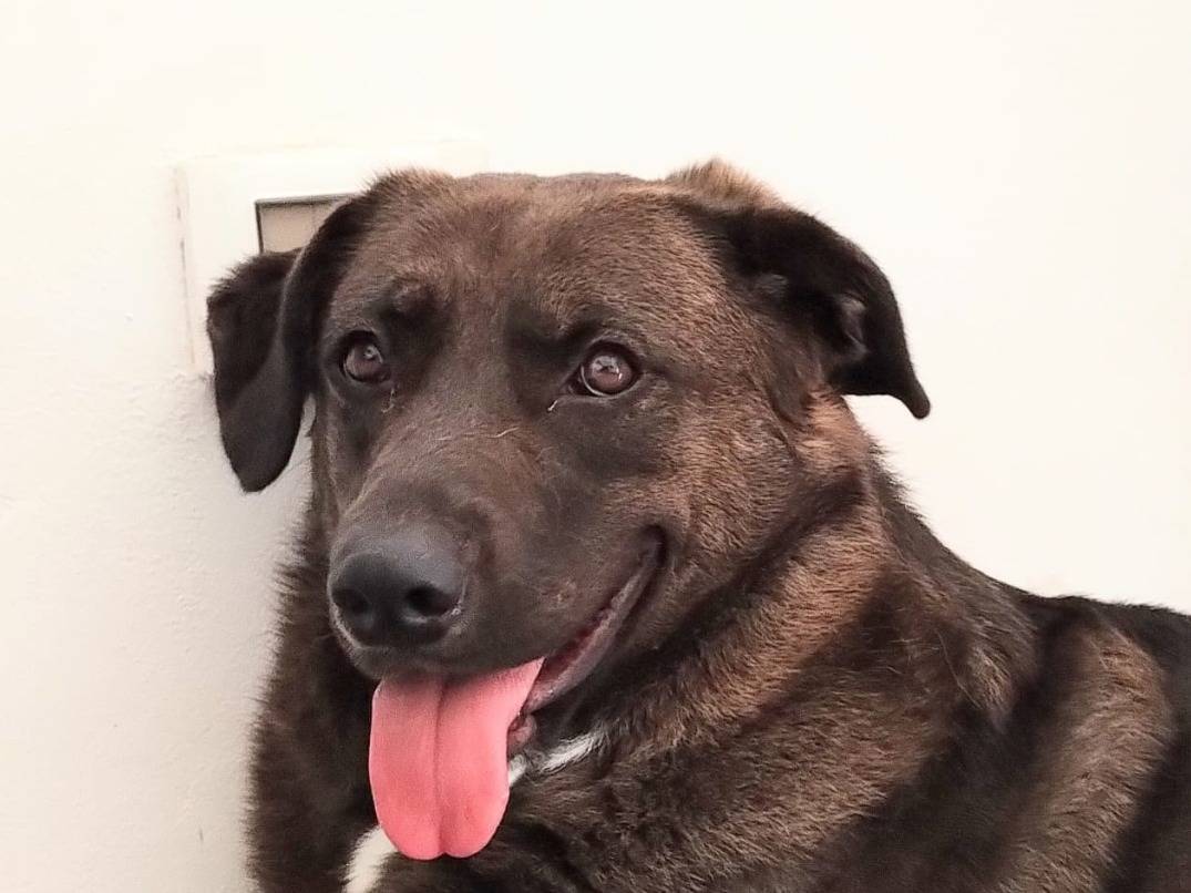 Adotta un cane, taglia grande, femmina, Taranto
