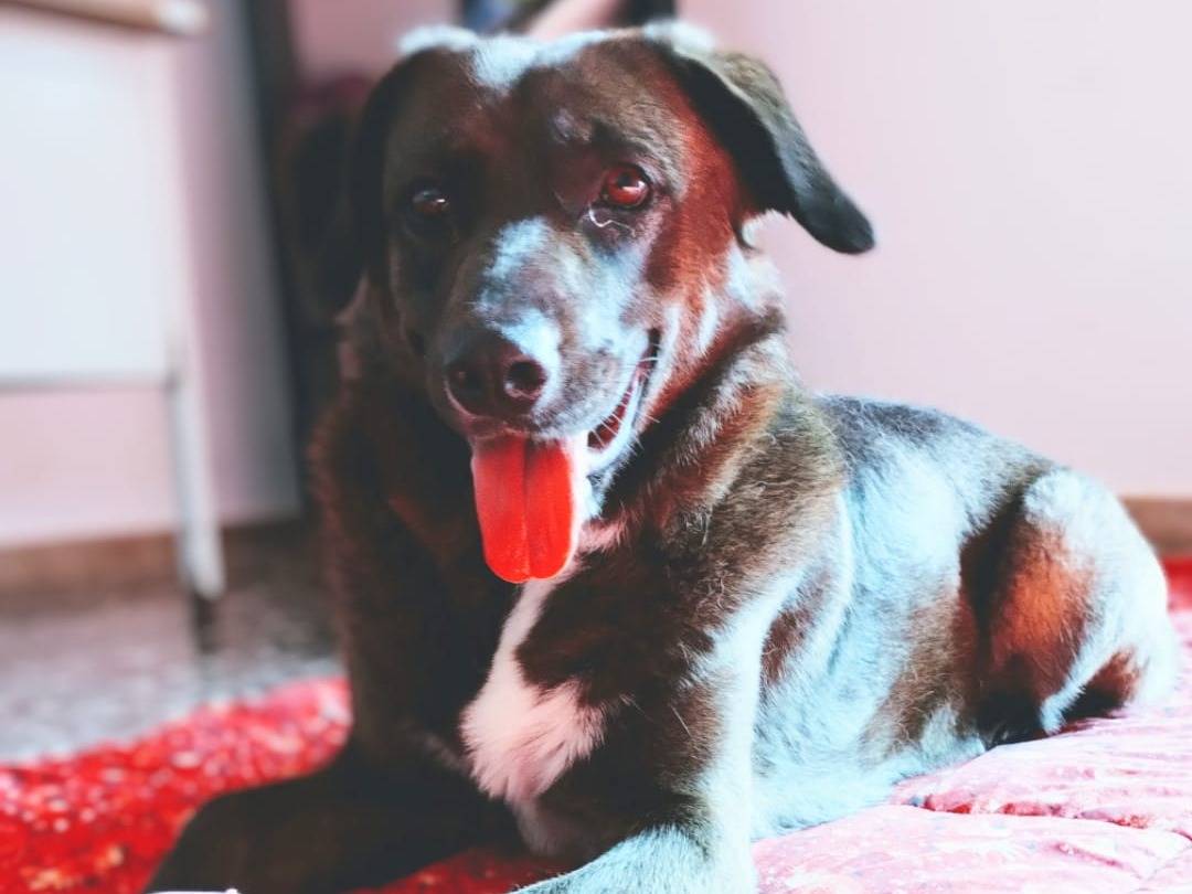 Vuoi adottare un cane a Taranto?