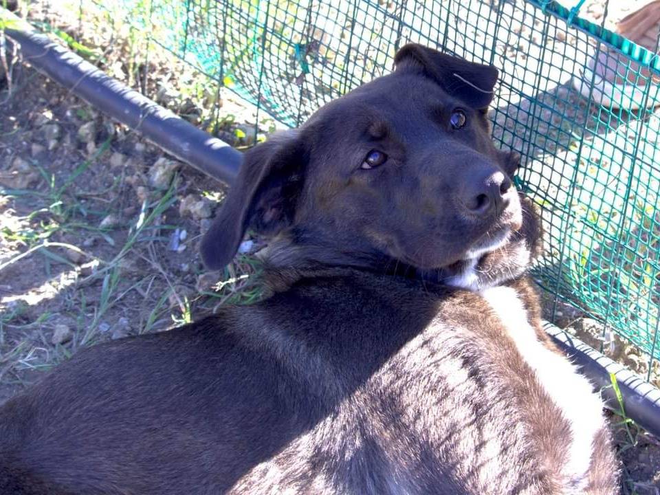 Adotta il cane Nerina a Taranto