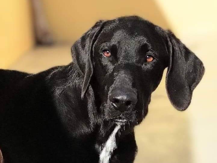Adotta un cane, maschio, 2 anni  e 7 mesi , Taranto