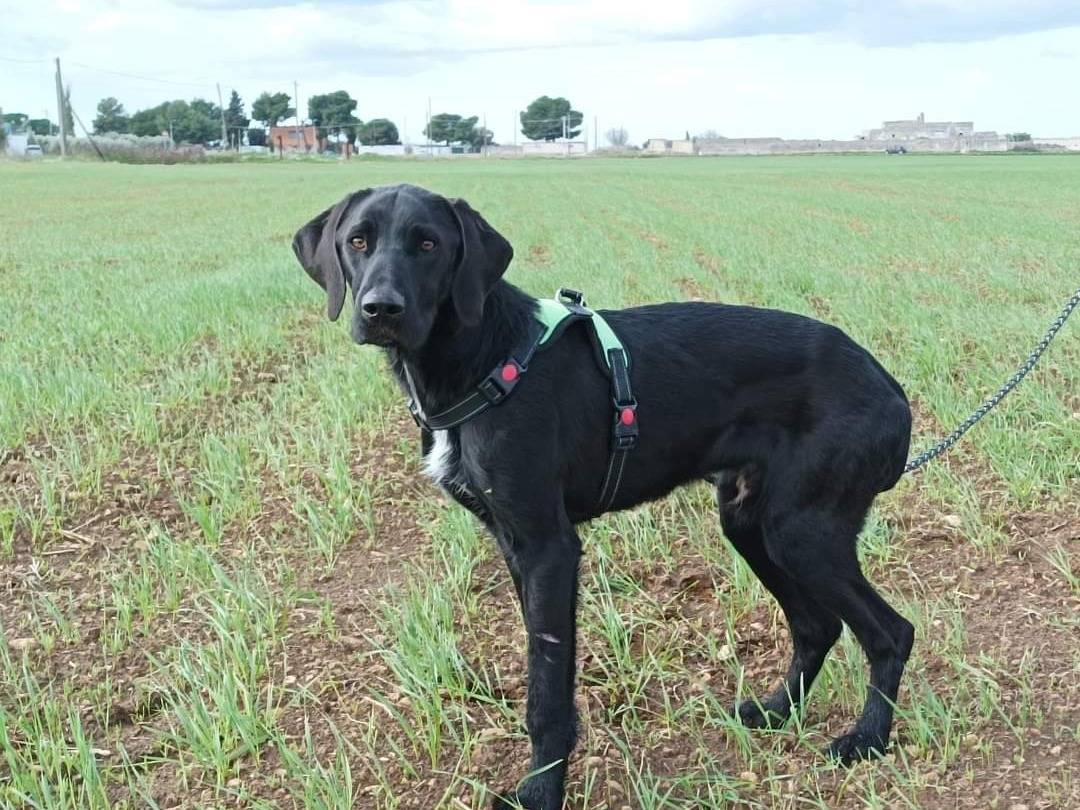 Adotta un cane, taglia media, maschio, Taranto