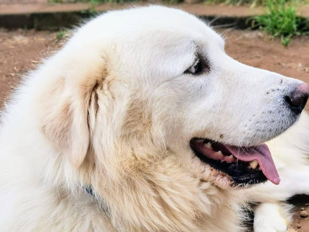 Vuoi adottare un cane a Roma?