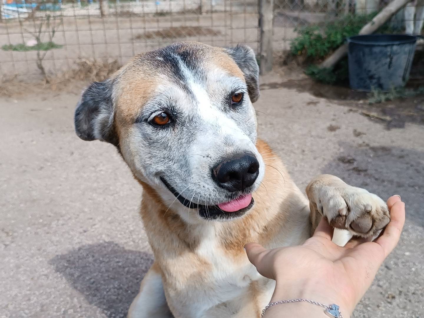 Adozione cane, femmina, meticcio, 12 anni , taglia grande, Roma