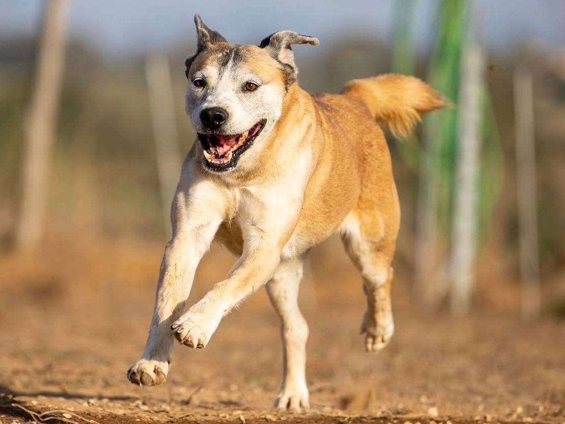 Adotta un cane, femmina, 12 anni , Roma
