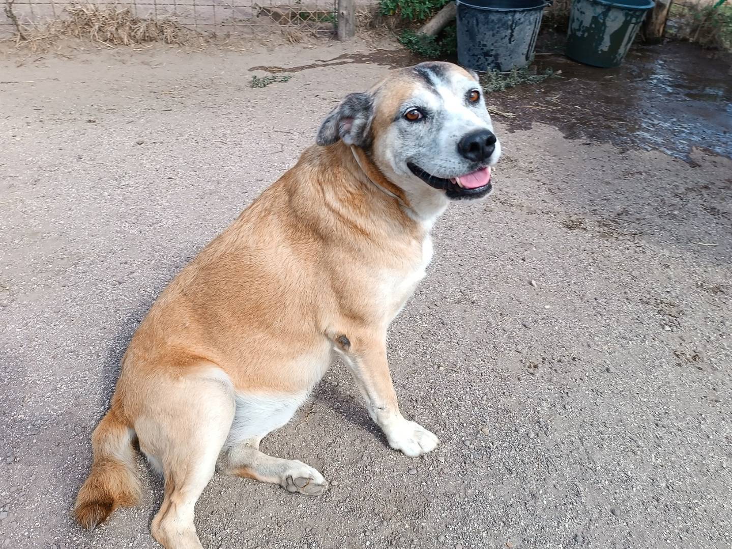 Adotta un cane, taglia grande, femmina, Roma