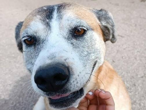 Vuoi adottare un cane a Roma?