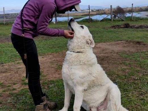 Adotta un cane, taglia gigante, maschio, Roma