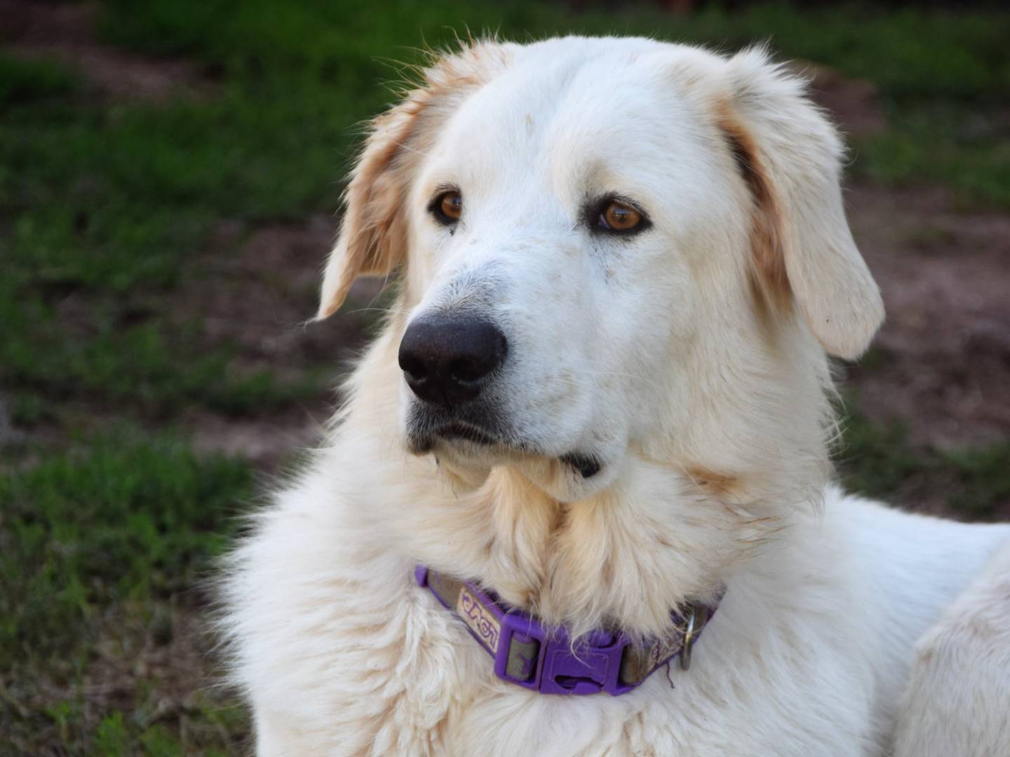 Adotta un cane, femmina, 6 anni  e 2 mesi , Roma